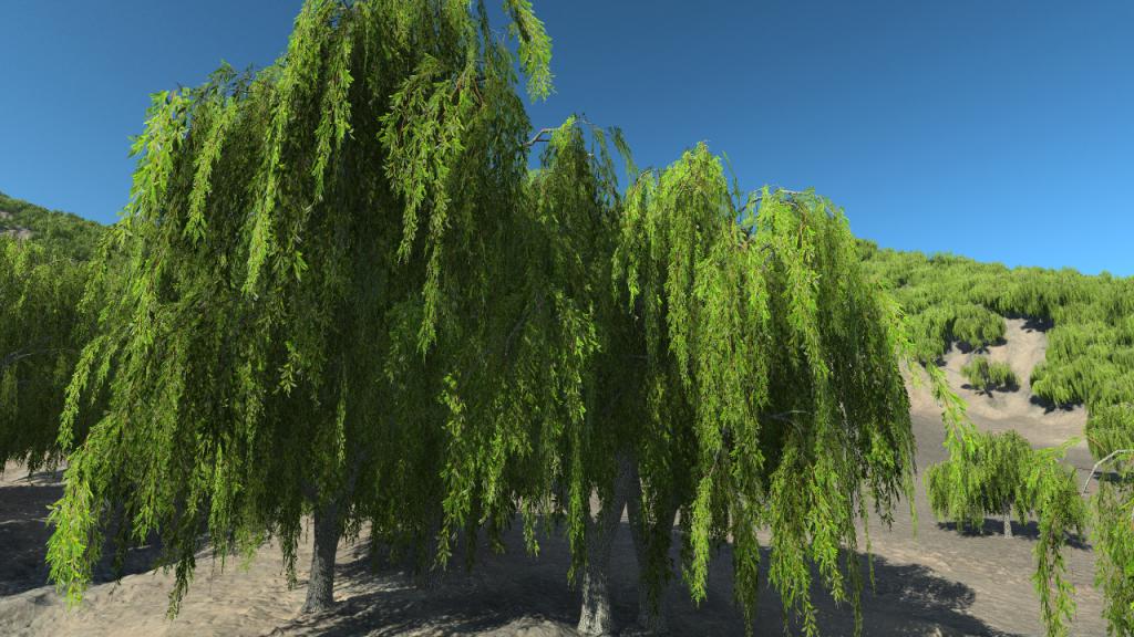Summer weeping willows